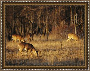 Meadow Angels - White Poppies Framed Prints - White Tailed Deer Eating in a Meadow by Raymond Gehman