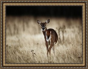 Meadow Angels - White Poppies Framed Prints - White Tailed Deer Vocalizing in Meadow Area by Raymond Gehman
