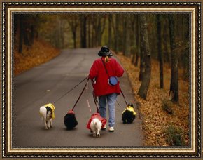 Raymond Gehman Framed Prints - Woman Walks Her Army of Dogs Dressed in Colorful Raincoats by Raymond Gehman