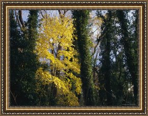 Raymond Gehman Framed Prints - Yellow Fall Foliage on Maple Trees And Ivy Entwined Tree Trunks by Raymond Gehman