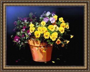 Robert Framed Prints - Mini Pansy Pot by Robert Foster