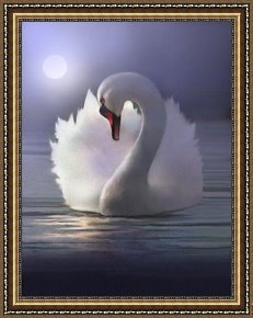 Robert Foster Framed Prints - Preen by Robert Foster