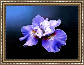 Robert Foster Framed Prints - Siberian Iris by Robert Foster