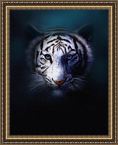 Robert Framed Prints - Tiger Eyes by Robert Foster