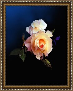 Robert Foster Framed Prints - Yellow Rose by Robert Foster