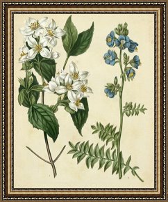 Floral Framed Prints - Cottage Florals I by Sydenham Teast Edwards