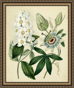 Floral Framed Prints - Cottage Florals II by Sydenham Teast Edwards