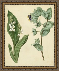 Floral Framed Prints - Cottage Florals Iv by Sydenham Teast Edwards