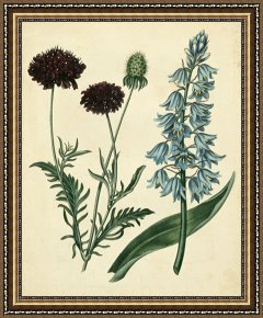 Floral Framed Prints - Cottage Florals Vi by Sydenham Teast Edwards