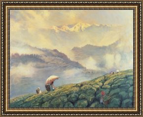 Times Framed Prints - Tea Picking - Darjeeling - India by Tim Scott Bolton