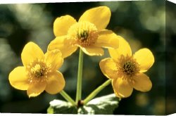 Between Geest And Marsh Canvas Prints - Himalayan Marsh Marigold by American School