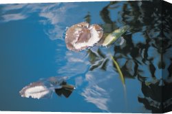 Reflection Canvas Prints - Water lily leaves and reflection of clouds in unknown lake by Australian School