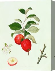 Belle Du Jour Canvas Prints - The Belle Scarlet Apple by Barbara Cotton