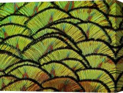 The Feathered Fan Canvas Prints - Miniature Fans by Blair Wainman