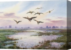 Goose Canvas Paintings - White-Fronted Geese Alighting by Carl Donner