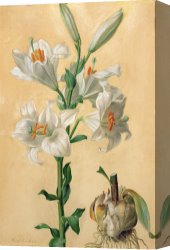 White Canvas Prints - White Lily by Carl Franz Gruber