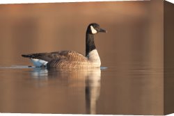 Goose Canvas Paintings - Canada Goose I by Clarence Holmes