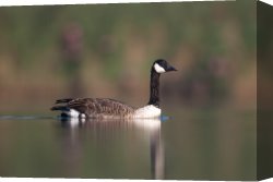 Goose Canvas Paintings - Canada Goose II by Clarence Holmes