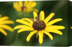 Flowers in a Blue Vase Canvas Prints - Flower Fly and Yellow Flowers by Clarence Holmes