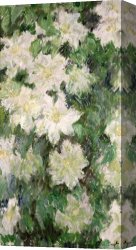 White Canvas Prints - White Clematis by Claude Monet