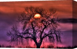 Collection 7 Canvas Prints - Sunrise Through The Foggy Tree by Collection 14