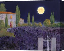 Collection 7 Canvas Prints - Lavanda Di Notte by Collection 7