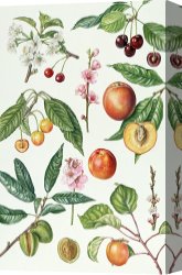 Apartments of Queen Elizabeth of Prussia, Charlottenburg Palace, Berlin Canvas Prints - Cherries and other fruit-bearing trees by Elizabeth Rice