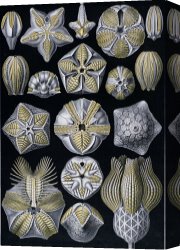 Ernst Canvas Paintings - Artforms of Nature by Ernst Haeckel