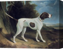 White Canvas Prints - Portrait of a liver and white pointer by George Garrard