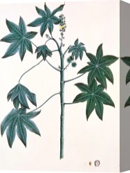 Oil Canvas Paintings - Castor Oil Plant by Indian School