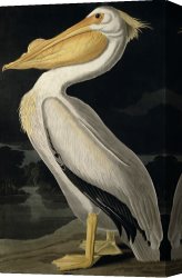 White Canvas Prints - American White Pelican by John James Audubon