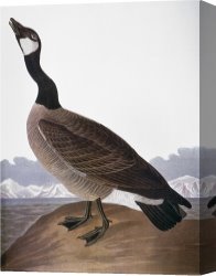 Goose Canvas Paintings - Audubon Goose 1827 by John James Audubon