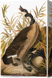 Goose Canvas Paintings - Audubon Goose by John James Audubon
