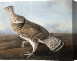 Goose Canvas Paintings - Audubon Ruffed Goose c.1812 by John James Audubon