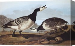 Goose Canvas Paintings - Barnacle Goose by John James Audubon