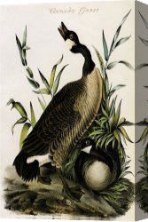 Goose Canvas Paintings - Canada Goose by John James Audubon