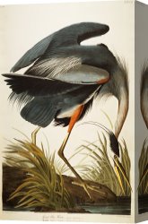 Wing of a Blue Roller Canvas Prints - Great Blue Heron by John James Audubon