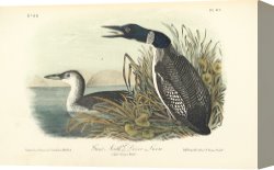 Song of The North Canvas Prints - Great North Diver Loon by John James Audubon