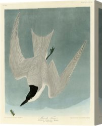 Between Geest And Marsh Canvas Prints - Marsh Tern by John James Audubon