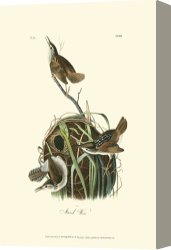 Between Geest And Marsh Canvas Prints - Marsh Wren by John James Audubon