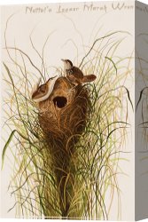 Between Geest And Marsh Canvas Prints - Nuttal's Lesser Marsh Wren by John James Audubon