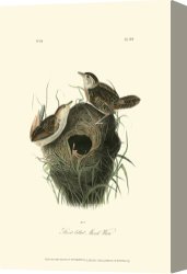 Between Geest And Marsh Canvas Prints - Short Billed Marsh Wren by John James Audubon