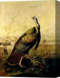 Wild Boars Canvas Paintings - The American Wild Turkey Cock by John James Audubon