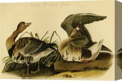 Goose Canvas Paintings - White Fronted Goose by John James Audubon