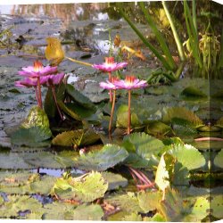 Cubist Lilies Canvas Prints - Summer Time Lilies by John Lautermilch