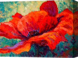Red And White Canvas Prints - Red Poppy III by Marion Rose