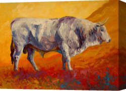 White Canvas Prints - White Bull by Marion Rose