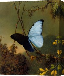 Wing of a Blue Roller Canvas Prints - Blue Morpho Butterfly by Martin Johnson Heade