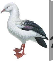 Goose Canvas Paintings - Andean Goose by Others