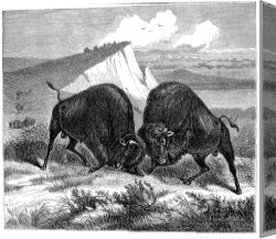 Swine, 19th Century Canvas Paintings - BUFFALO, 19th CENTURY by Others